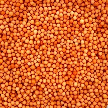100s and 1000s - Matt - Orange